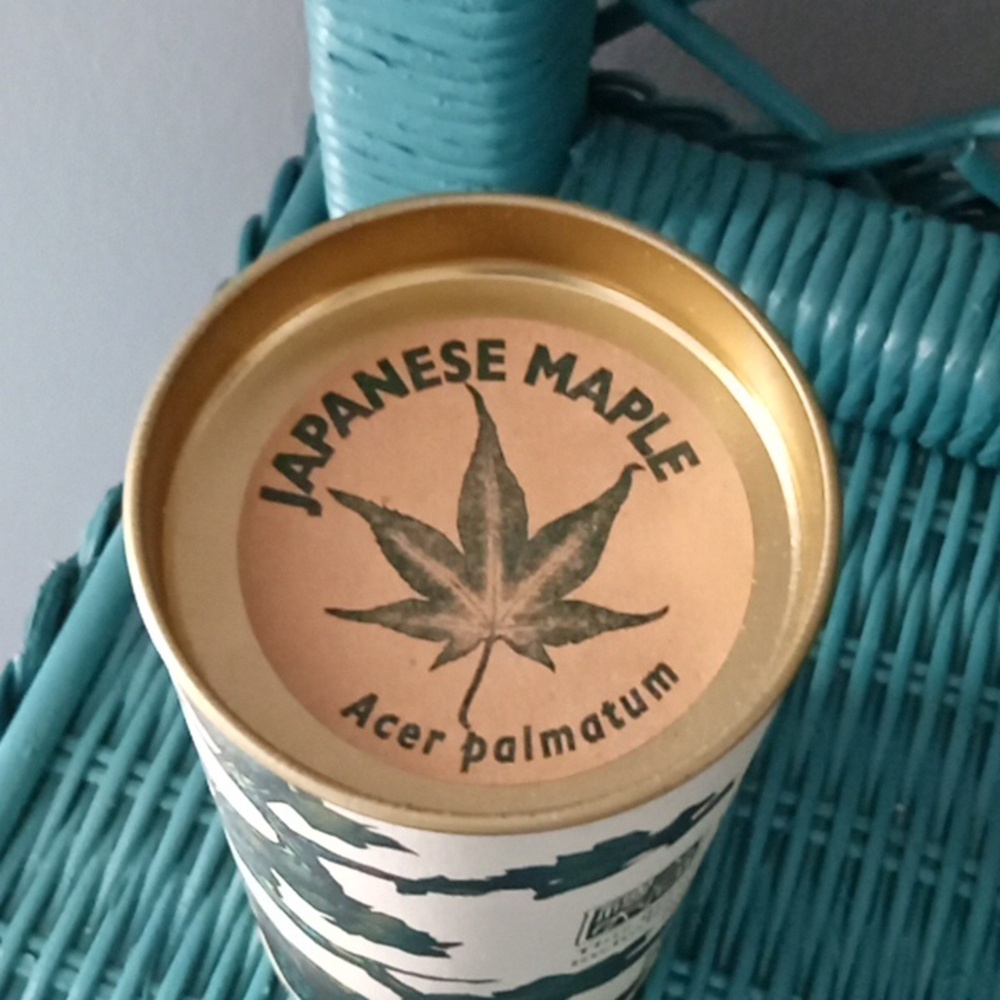 Bonsai Tree Growing Kit - Picture 2 of 5